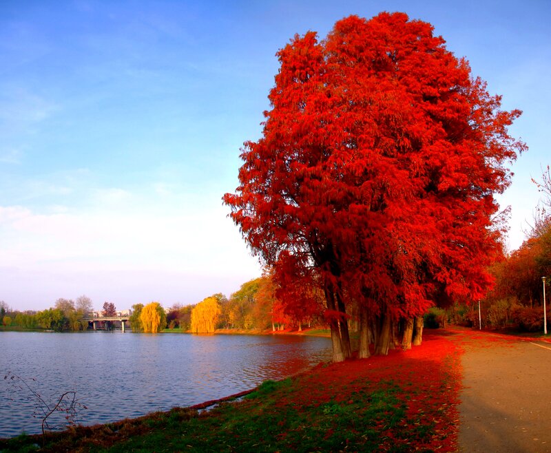Red Tree by Lake — Serene