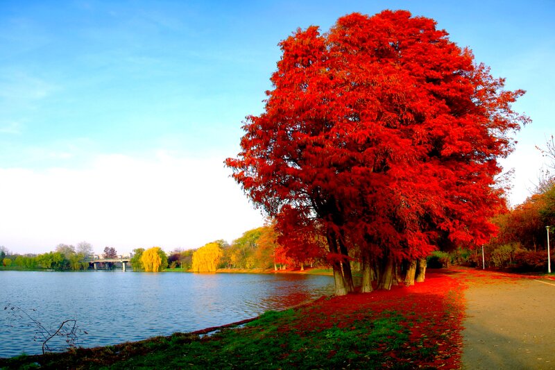 Red Tree by Lake