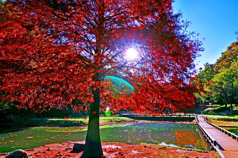 Red Tree by Pond — Dramatic
