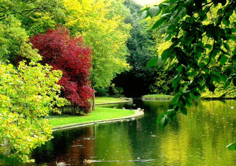 Red Tree by Pond — Green, Serene