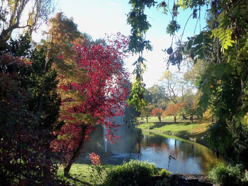 Red Tree by Pond — Green
