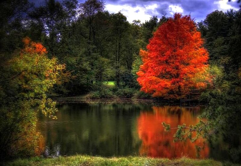 Red Tree by Pond