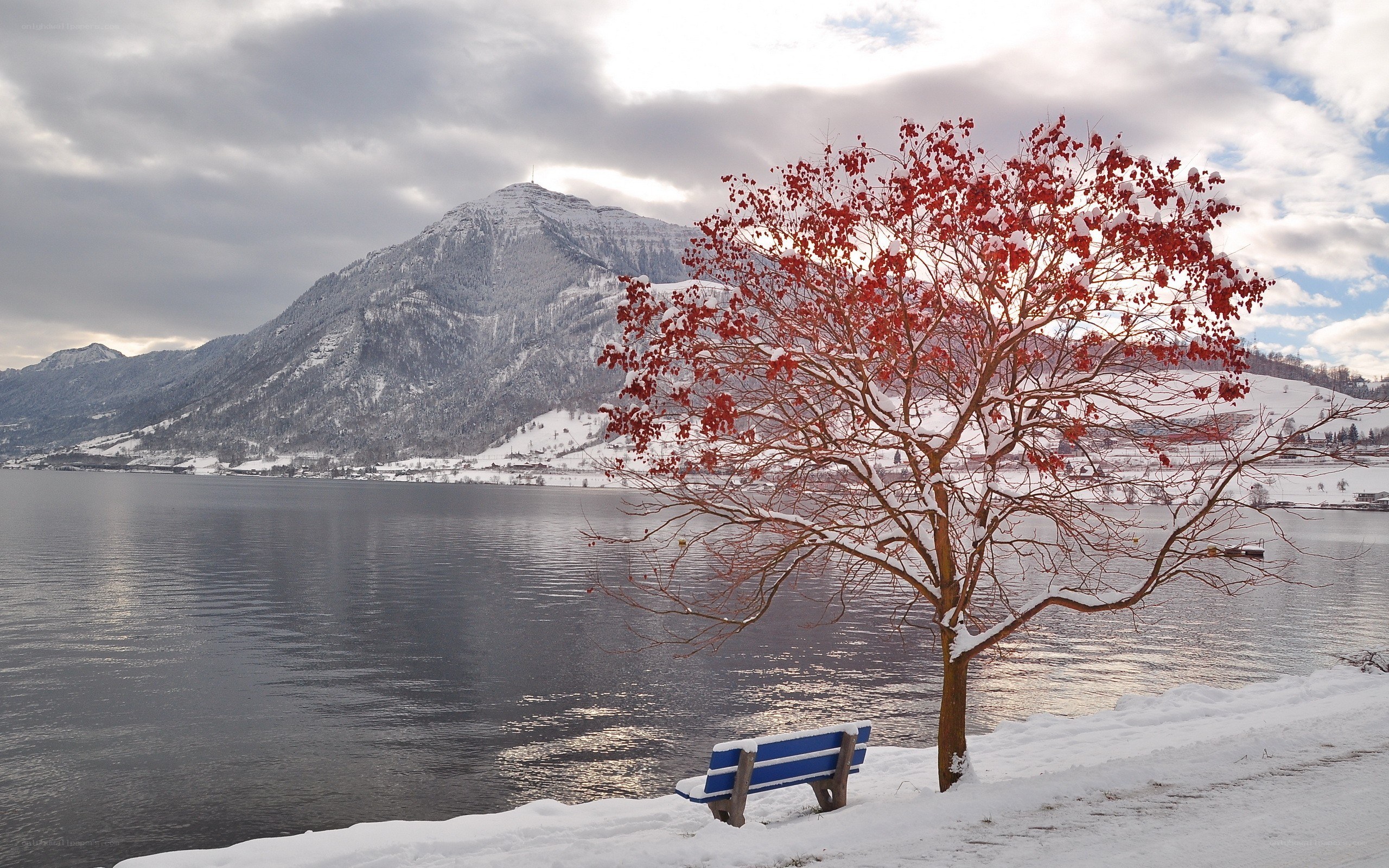 Red tree by snowy lake