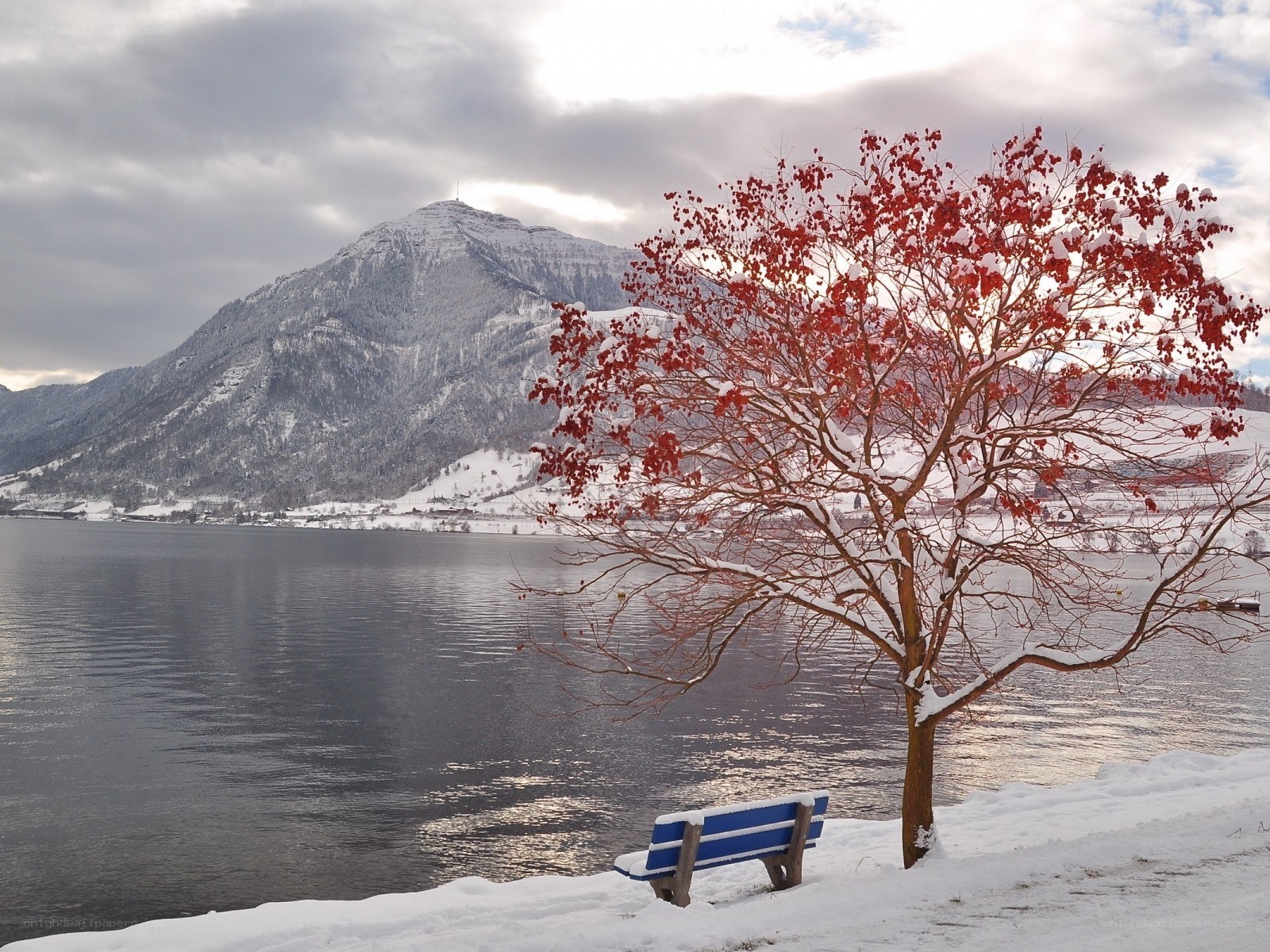 Red tree by snowy lake