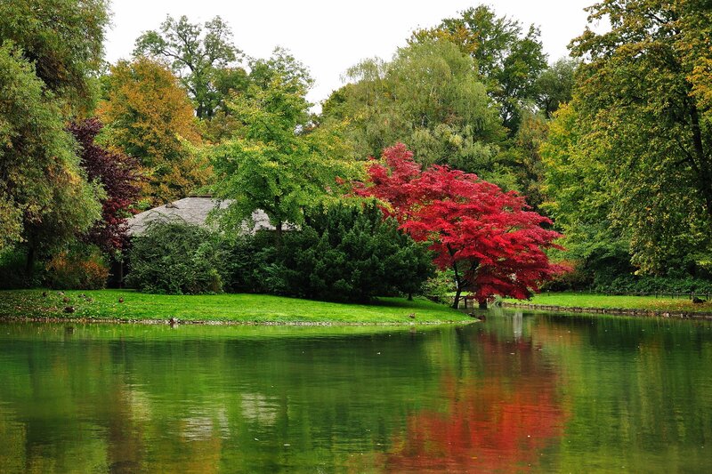 Red tree by the lake