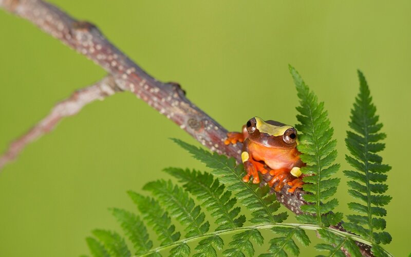 Red Tree Frog
