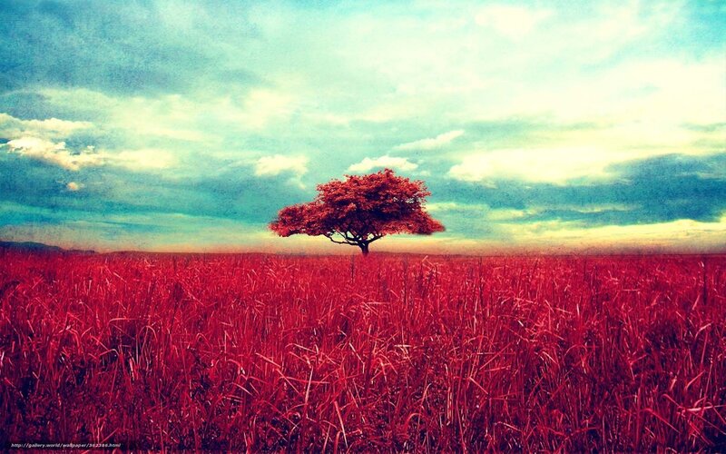 Red tree in a red field