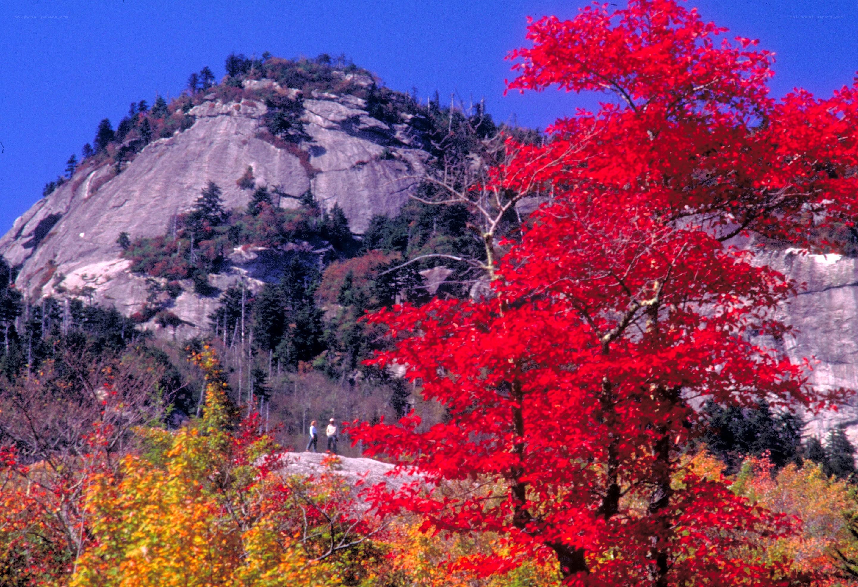 Red tree in autumn landscape