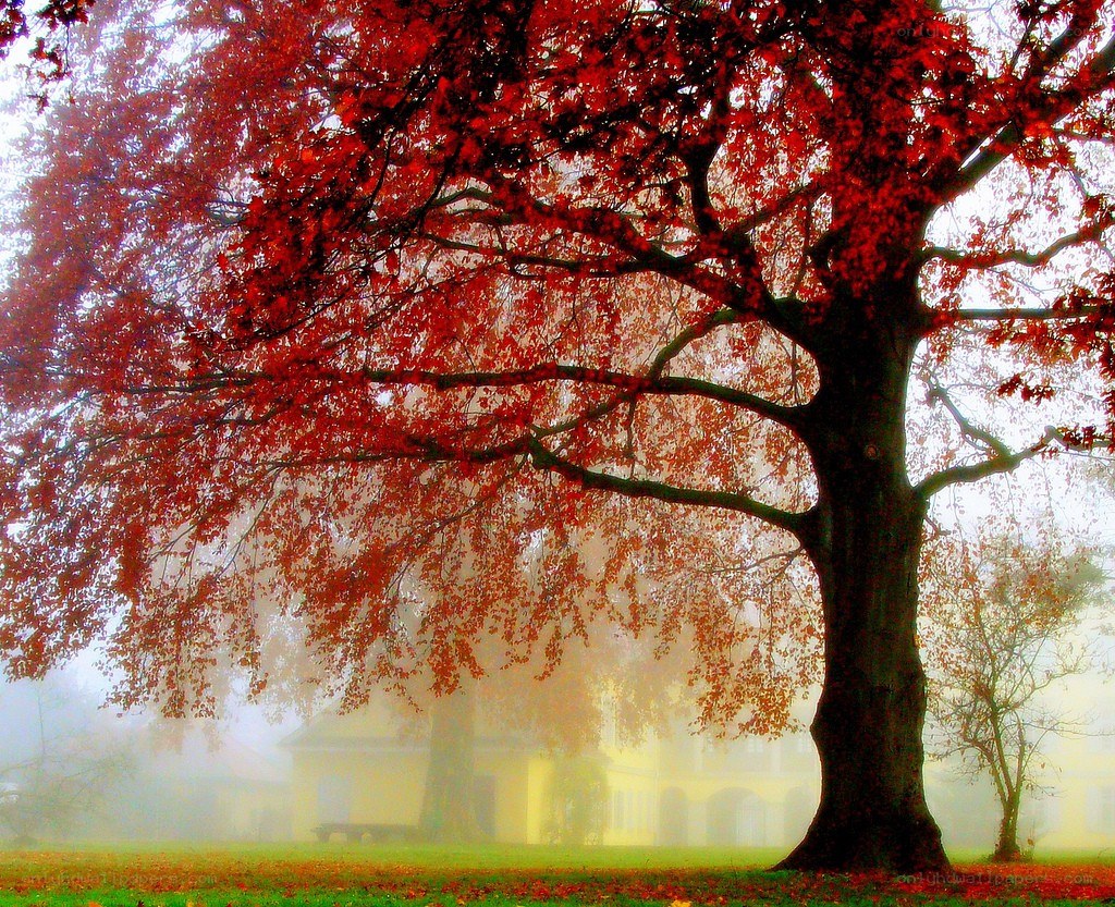 Red tree in autumn mist