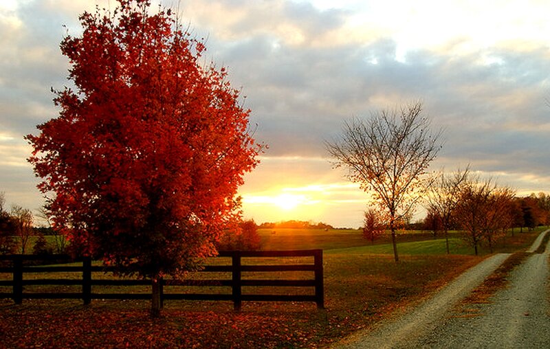 Red Tree in Autumn