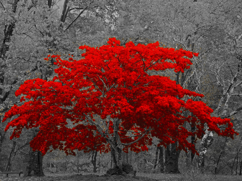 Red tree in black and white forest