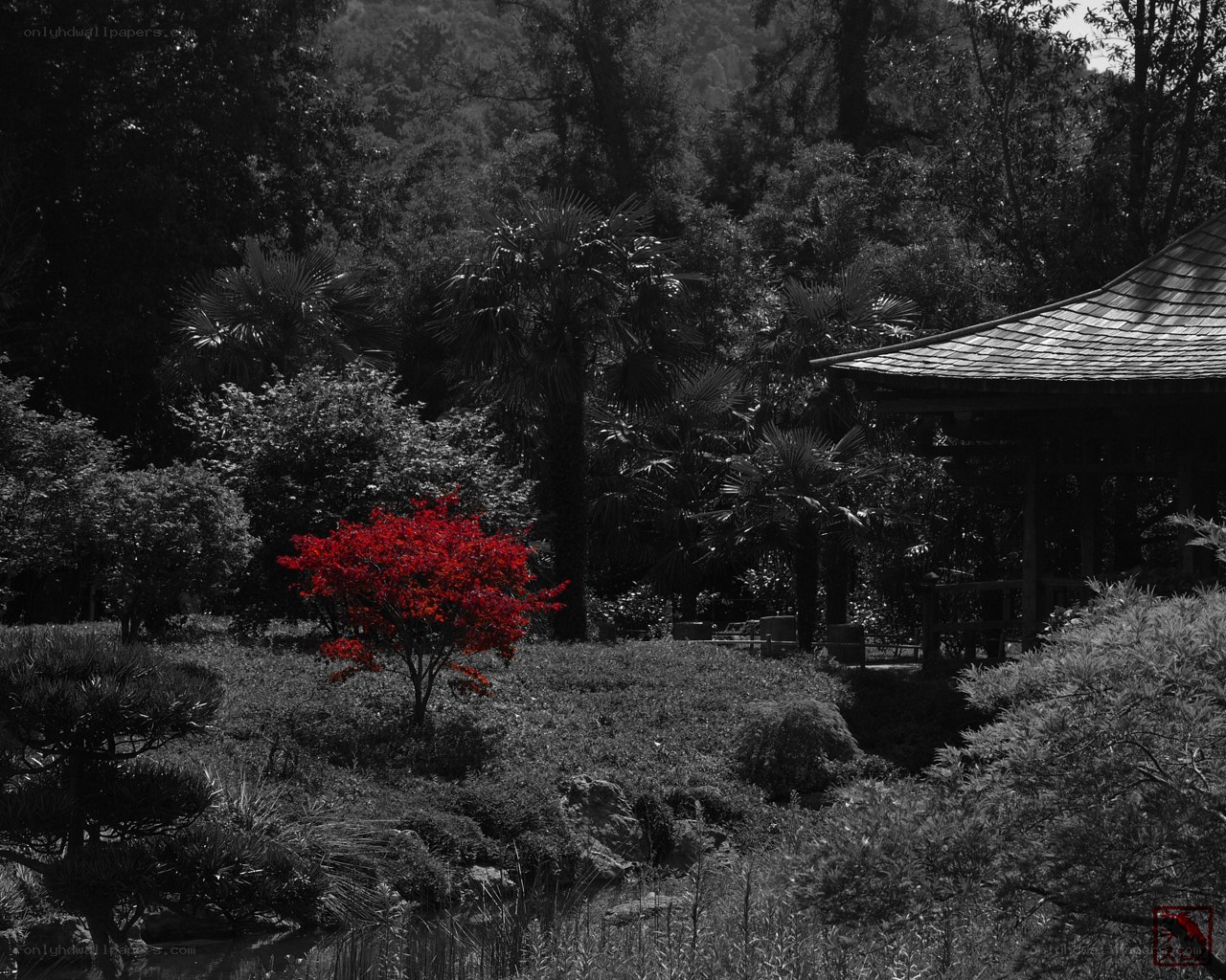 Red tree in black and white garden
