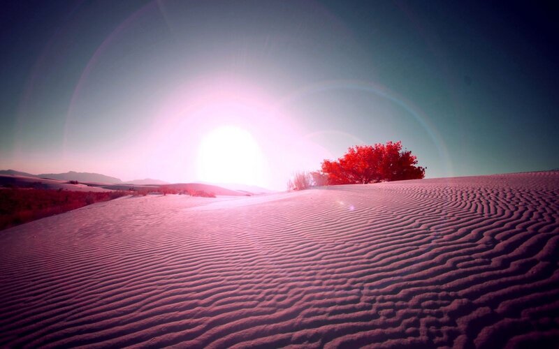 Red Tree in Desert — Pink
