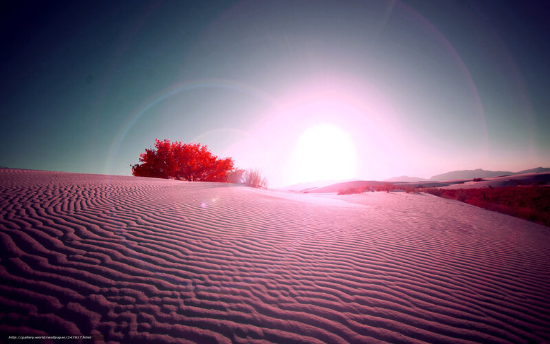 Red Tree in Desert