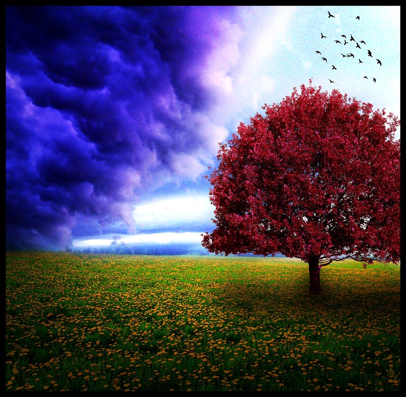 Red Tree in Field — Dramatic