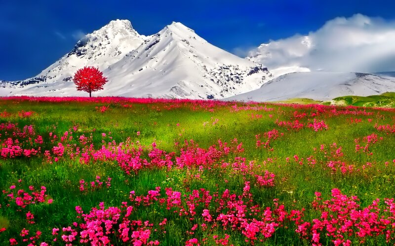 Red Tree in Flower Field