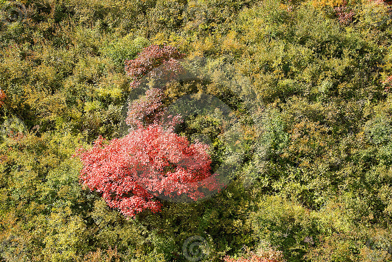 Red Tree in Forest