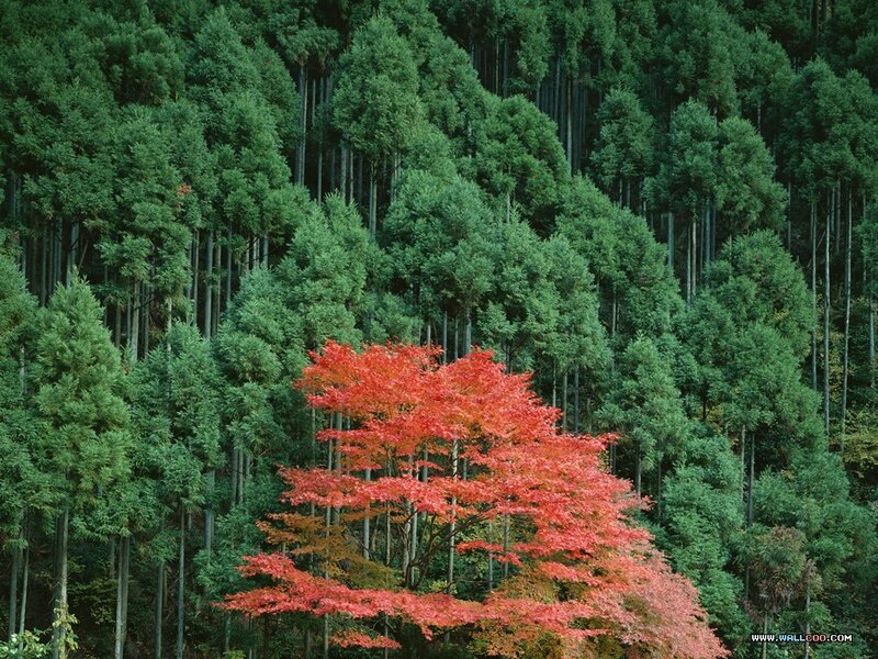 Red tree in green forest