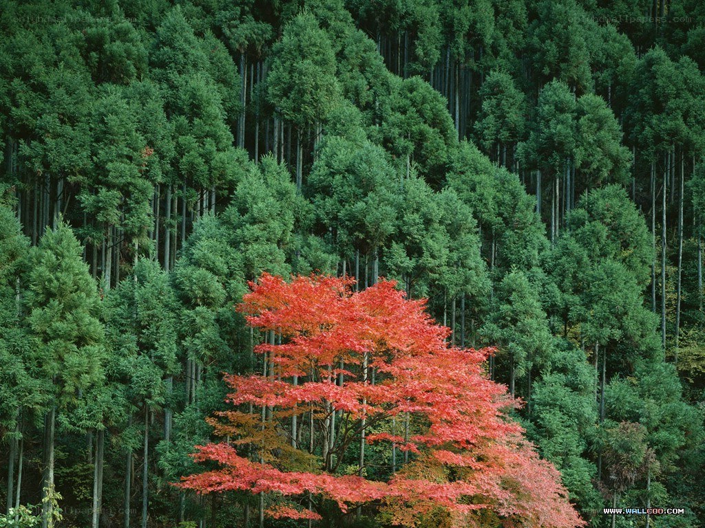 Red tree in green forest