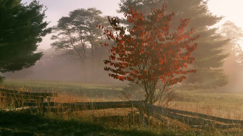 Red tree in misty morning