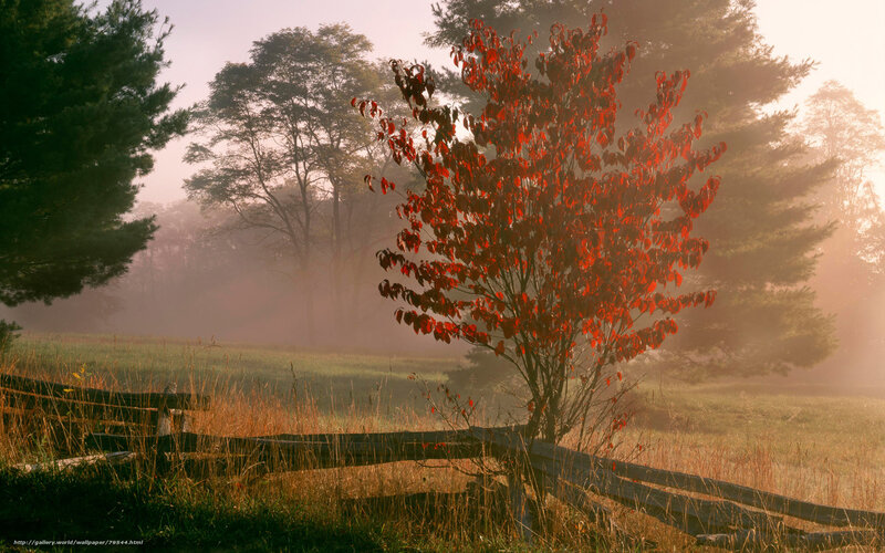 Red tree in misty morning