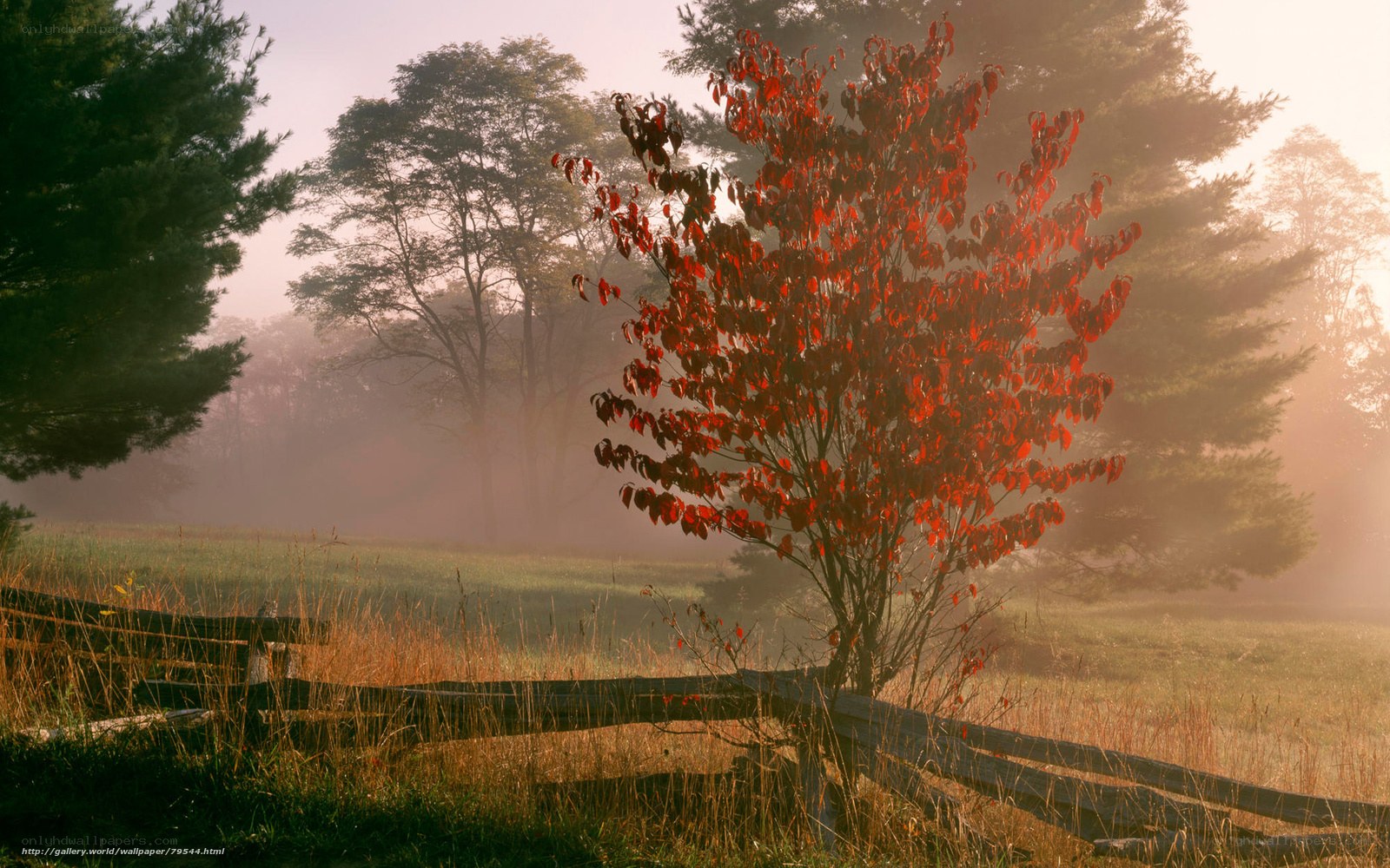 Red tree in misty morning