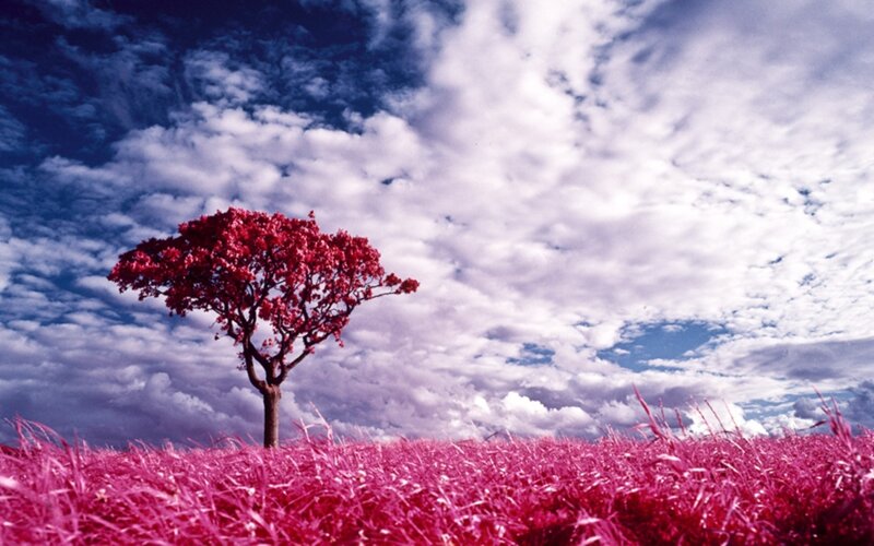 Red tree in pink field
