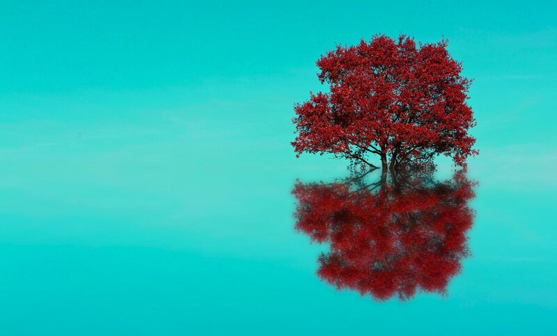 Red Tree in Water