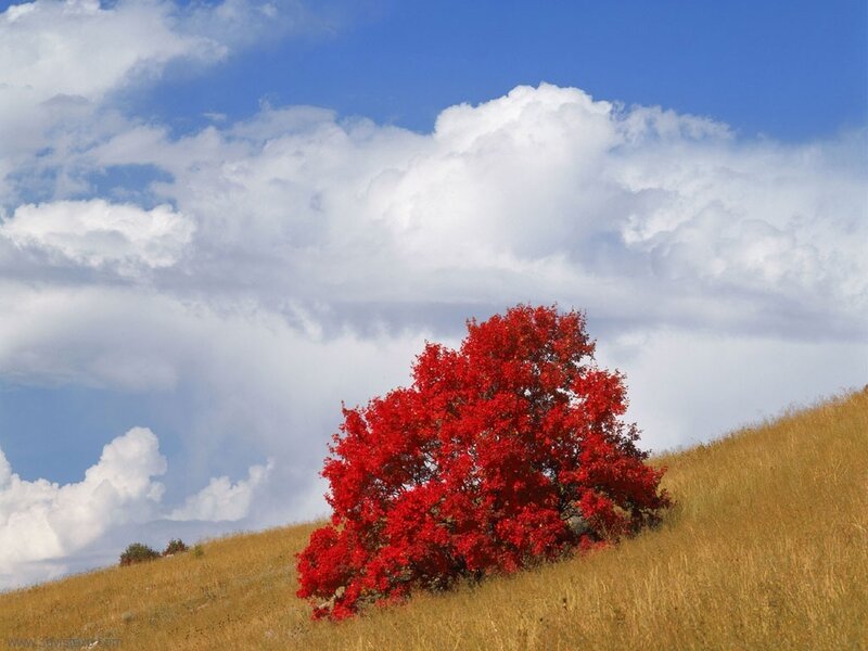 Red tree on a hillside