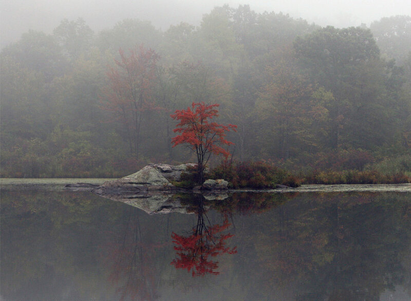 Red tree on a misty lake