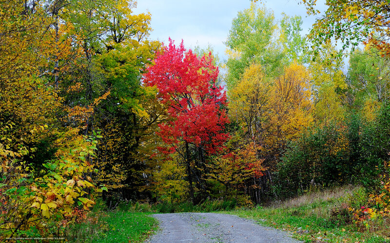 Red Tree on Gravel Path