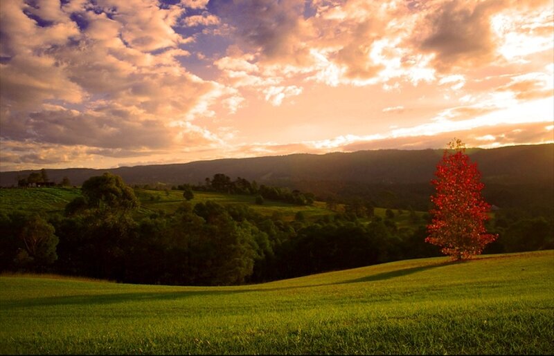 Red Tree on Hillside