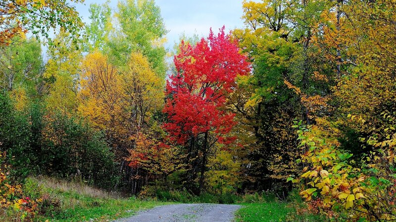 Red Tree on Path