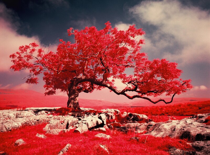 Red Tree on Rocky Hill