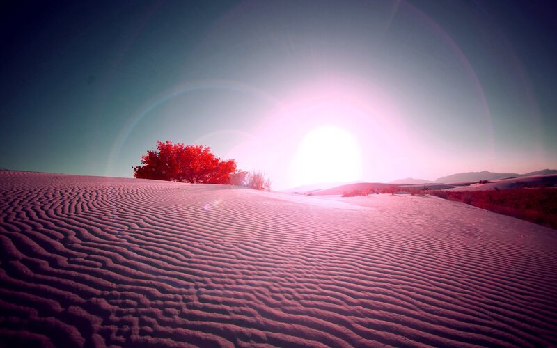 Red Tree on Sand Dunes — Pink, Dramatic, Sunset, Photograph, Sand Dunes