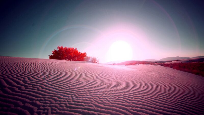 Red Tree on Sand Dunes — Pink, Dramatic