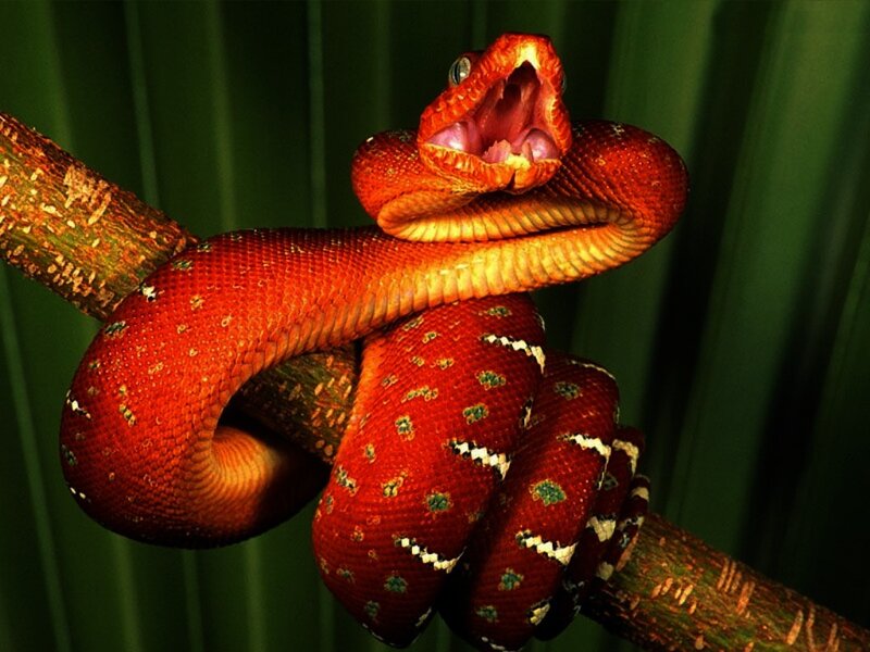 Red Tree Python — Dramatic, Photograph