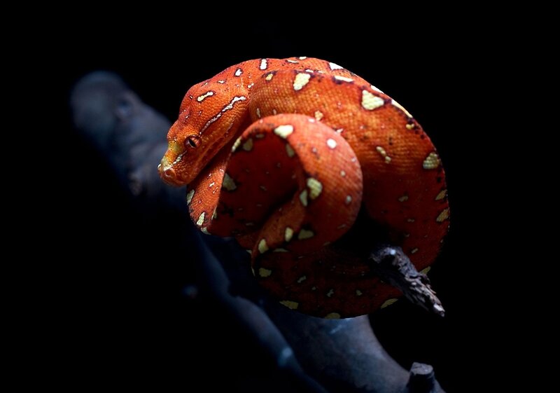 Red Tree Python — Dramatic