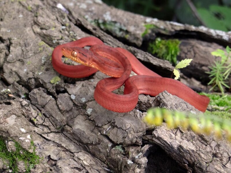 Red Tree Python