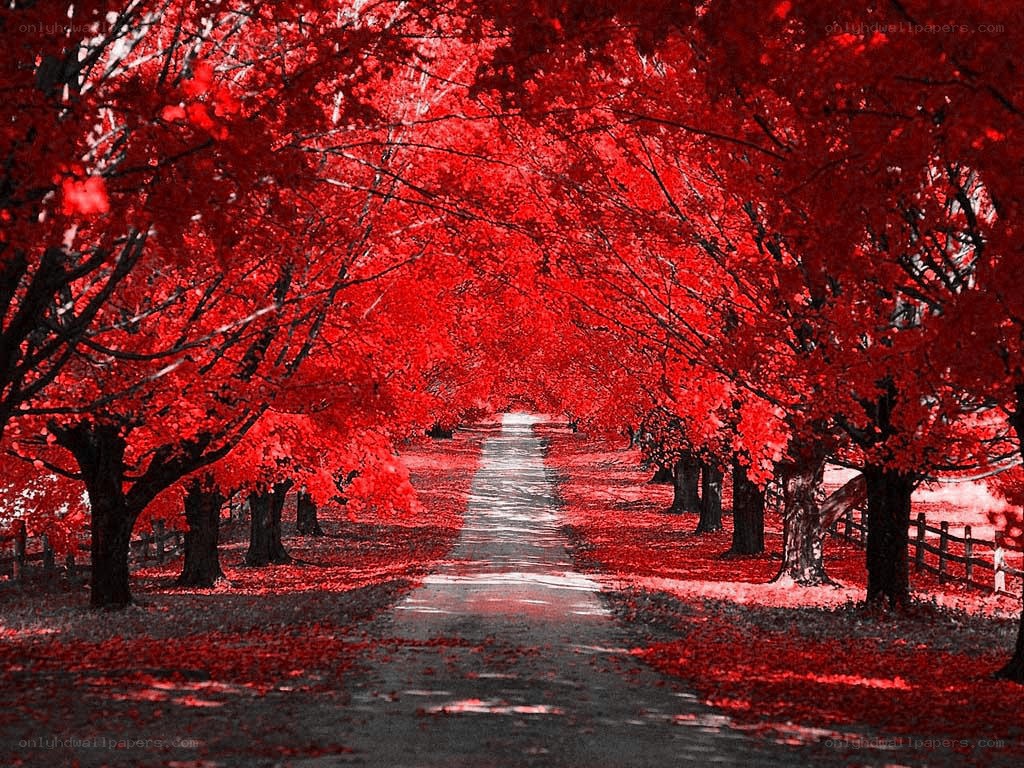 Red Tree Tunnel Path