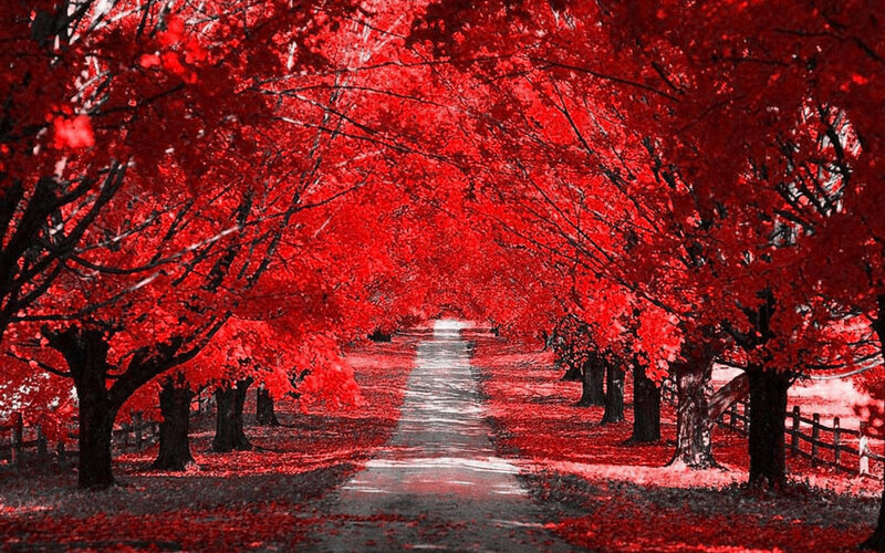 Red tree tunnel path