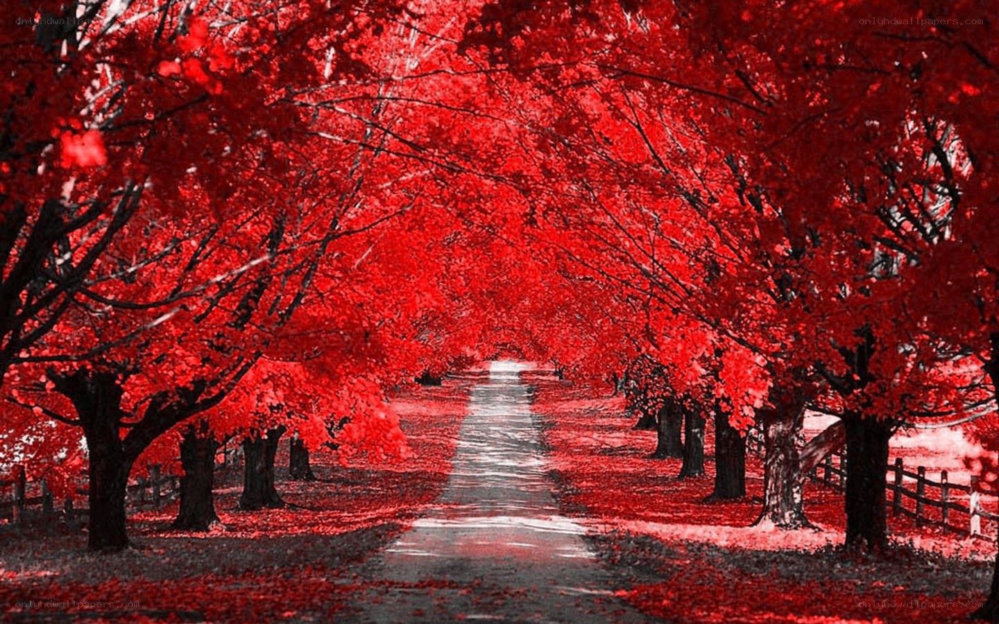 Red tree tunnel path