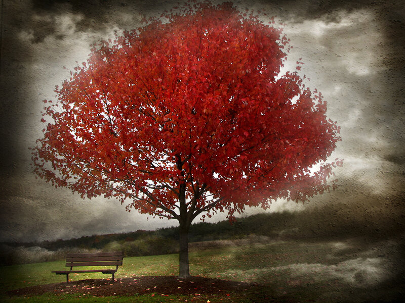 Red Tree with Bench