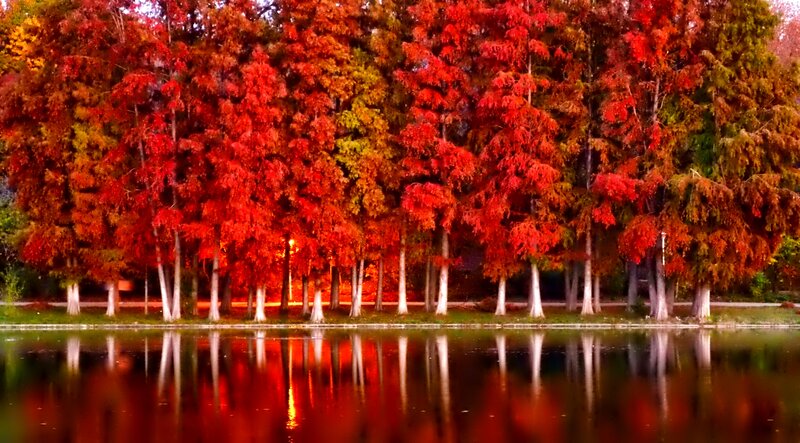 Red Trees by Lake — Serene
