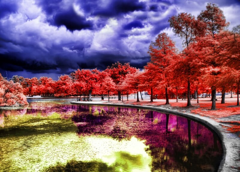 Red Trees by Pond — Dramatic