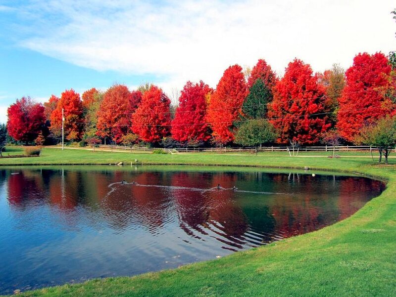 Red Trees by Pond