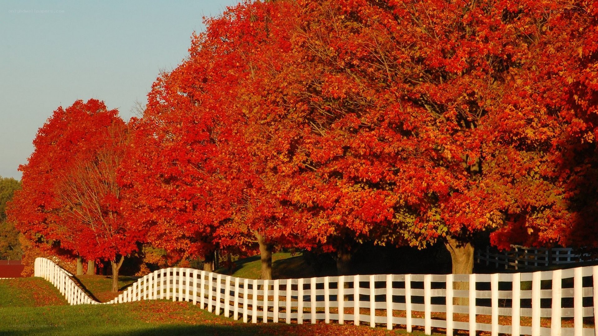 Red trees by white fence