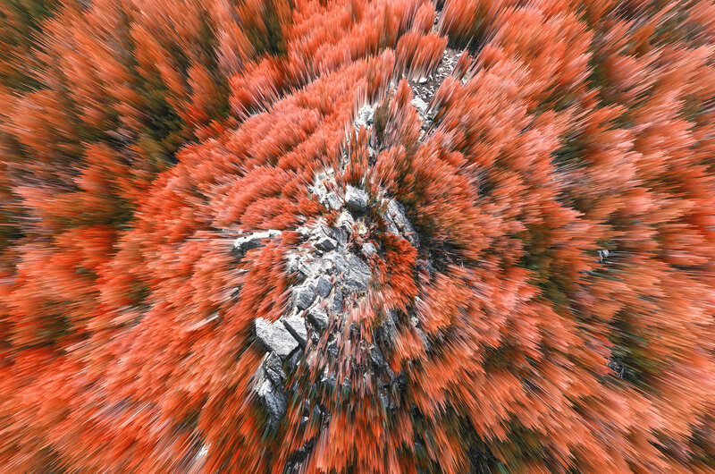 Red Trees from Above