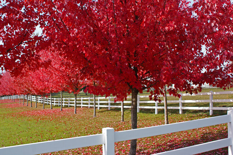 Red trees in autumn