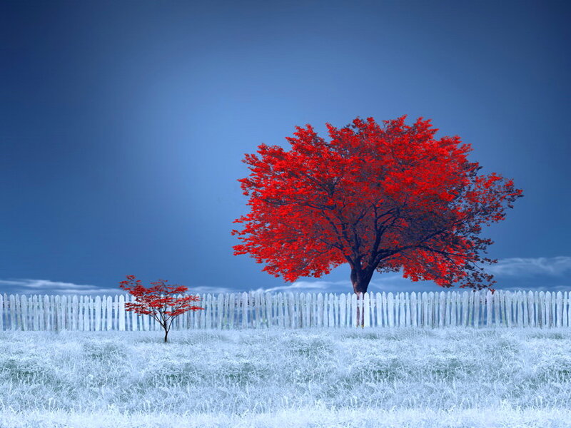 Red Trees in Field — Serene